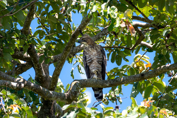 Mountain hawk-eagle or Hodgson's hawk-eagle is a bird of prey.