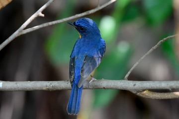 hill blue flycatcher