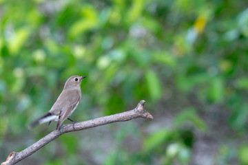 Red-throated Flycatcher or Taiga Flycatcher