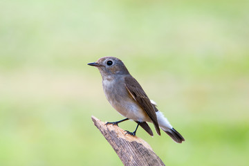 Red-throated Flycatcher or Taiga Flycatcher