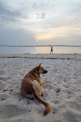 Portrait of beautiful German shepherd dog with collar and person in background at African beach during afternoon