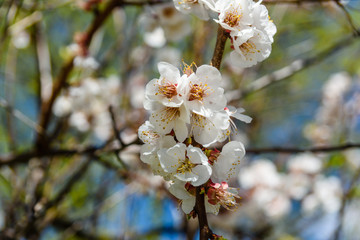 Branches of the blossoming  apricot tree on spring