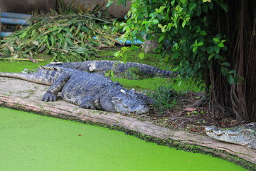 Crocodiles are on the farm at the zoo.