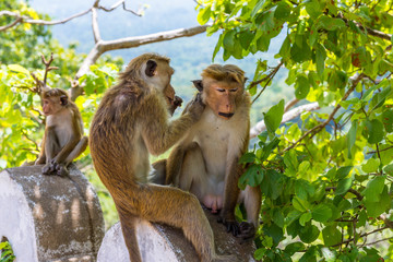 Toque macaque allogrooming in the area of the Dambulla cave temple in Sri Lanka