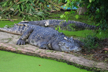 Fototapeta premium Crocodiles are on the farm at the zoo.