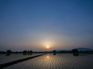 朝の水田