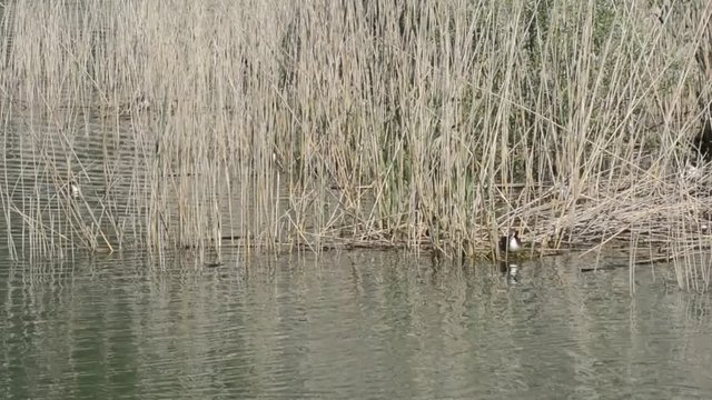 suoni del biotopo