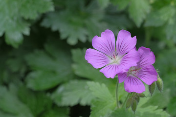 Geranium gracile 'Sirak'