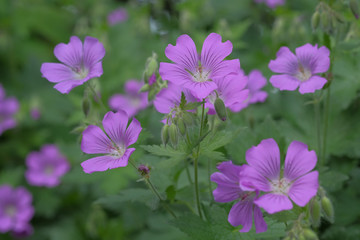 Fototapeta premium Geranium gracile 'Sirak'