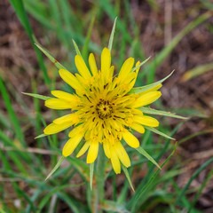 Tragopogon of the family Asteraceae