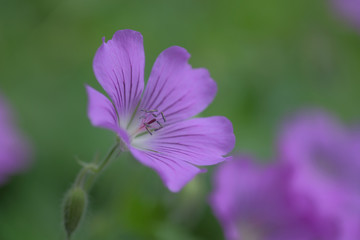 Geranium gracile 'Sirak'