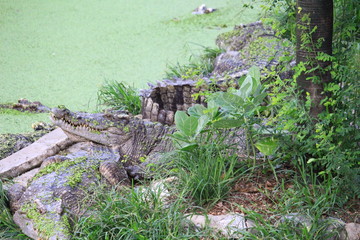 Crocodiles are on the farm at the zoo.