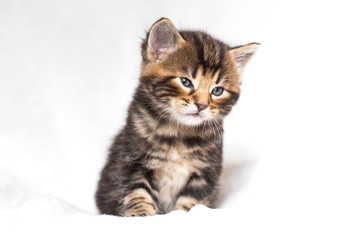 Chaton