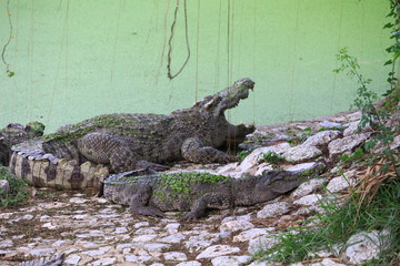 Crocodiles are on the farm at the zoo.