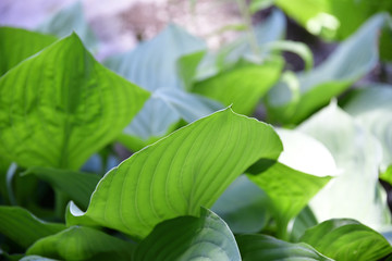 オランダカイウの葉