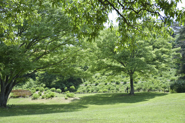 公園のの木陰