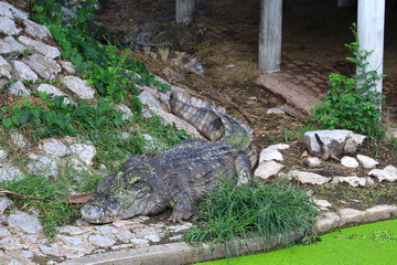 Crocodiles are on the farm at the zoo.