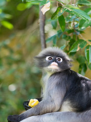 Fototapeta premium monkey