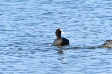 water bird coot swimming floating on the blue lake