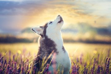 Cute husky with blue eyes sitting in green grass and lilac flowers on sunset background