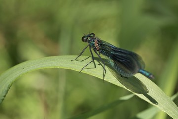 eine blaue Libelle im Grünen