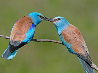 Ritual feeding by a male European roller of a female during the mating season. Both birds sit on a branch on a blurred green background