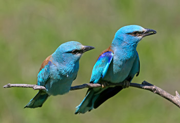 Ritual feeding by a male European roller of a female during the mating season. Both birds sit on a branch on a blurred green background
