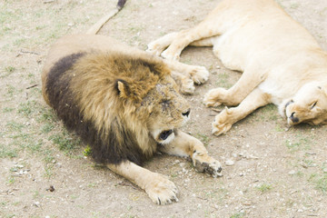 Lions sleep on a grass