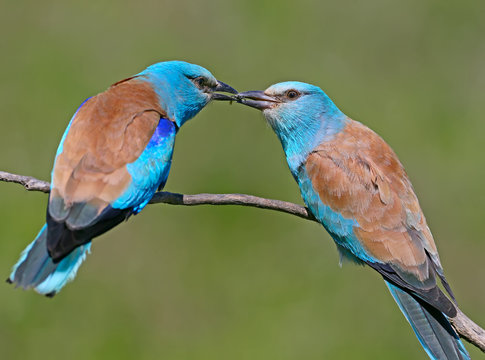 Ritual feeding by a male European roller of a female during the mating season. Both birds sit on a branch on a blurred green background