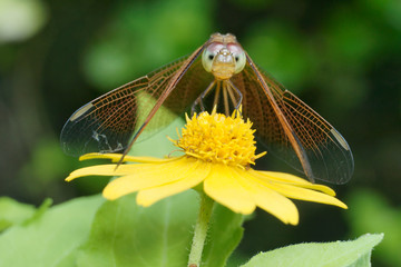 Dragonfly is inhaling a yellow flower.