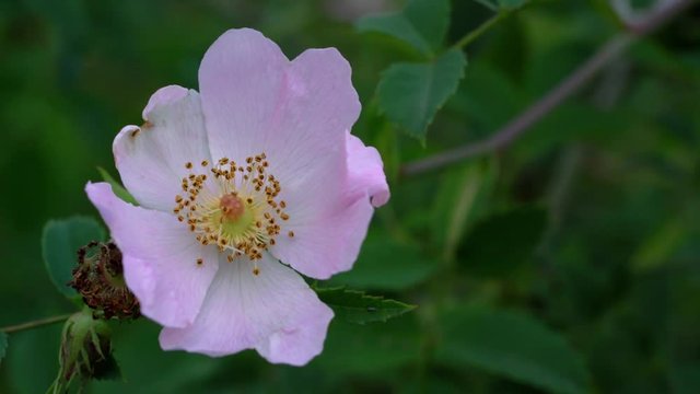 Wild Rose (Rosa canina) in natural environment- (4K)