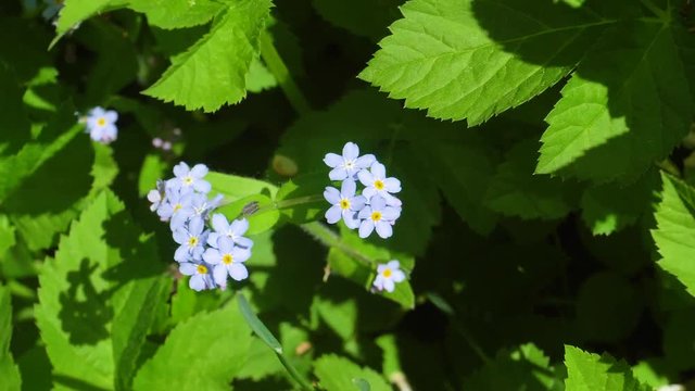 Brunner spring flower or forget-me-in garden