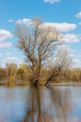 Spring tree without leaves standing in water. Flood on river Don, Russia