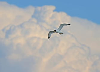 A Pallas's gull or great black-headed gull (Ichthyaetus ichthyaetus) and giant blurred cloud