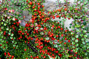 A bush of cotoneaster with stone wall on background. Small red berries in autumn