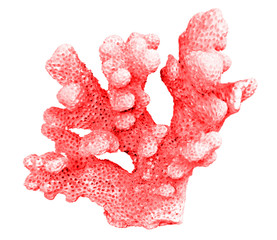 coral isolated on white background © Dmitry