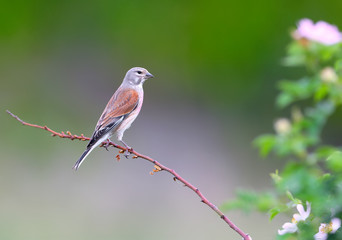  The common linnet (Linaria cannabina) sits on a thin branch of a blossoming bush of a wild rose on a blurred green background