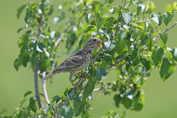 A corn bunting sits on a branch of a green tree with an open beak from the heat