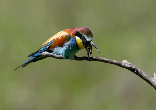 The European Bee-eater Spews Up The Remnants Of Undigested Food (redemption)