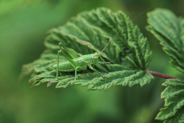 Grasshopper sits on a plant