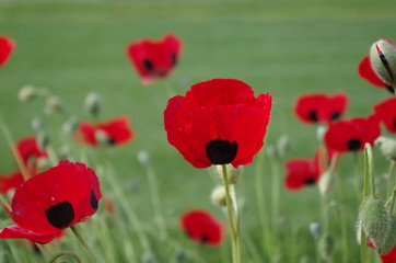 The bright red poppies with the black spots at the base of their petals 