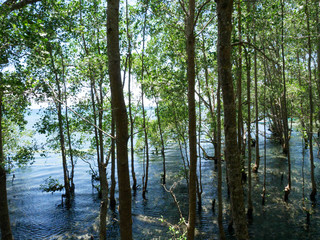 Obraz premium Mangrove trees