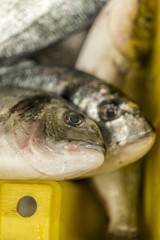 Raw fish in the market