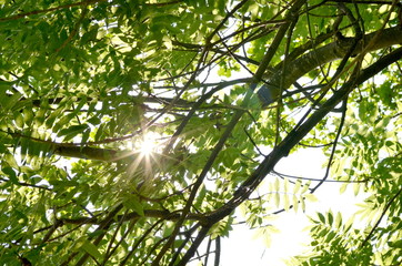 Sunbeams shining through thin green leaves