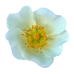 Fototapeta na wymiar White flower of a dogrose (wild rose) isolated on white background. Close-up. Macro. Element of design.