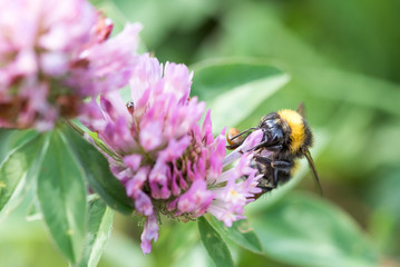 Biene sammelt Blütenstaub
