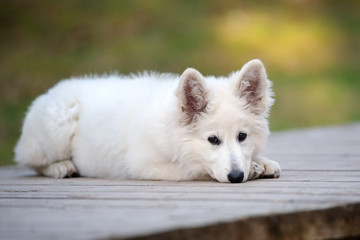 white swiss shepherd puppy lying down outdoors