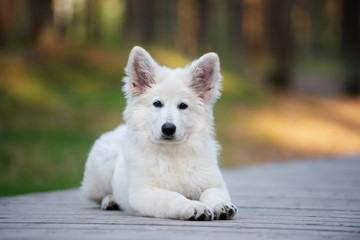 white swiss shepherd puppy lying down outdoors