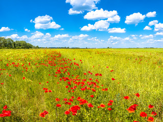 Summer sunset at red field of poppies, gorgeous nature