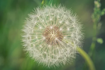 Wandaufkleber Makro einer Pusteblume © Photogrevy